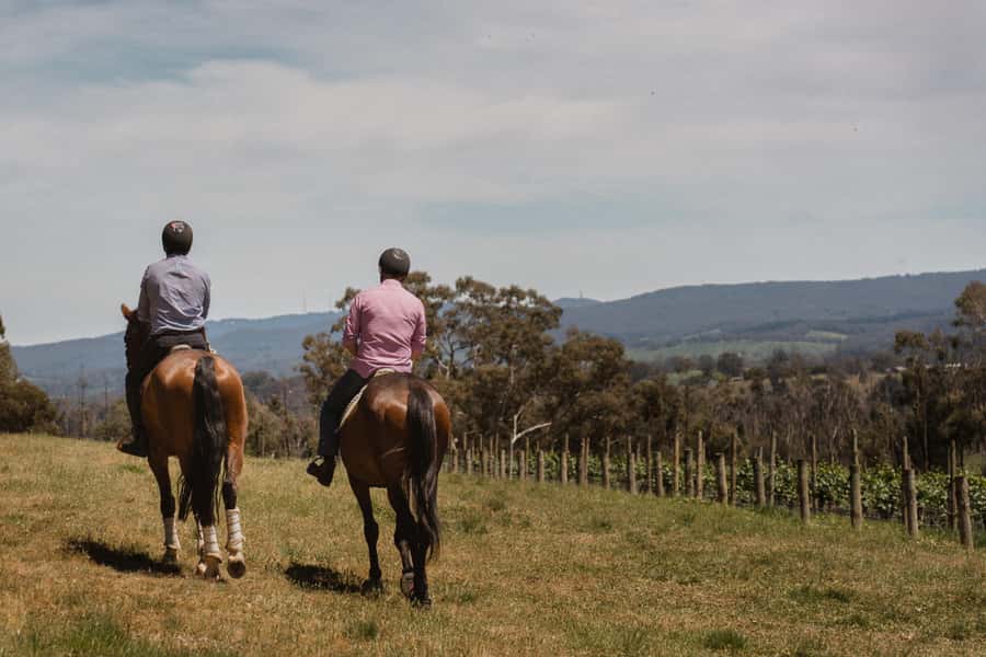 Petaluma: Horseback Riding and Wine Tasting Tour - Your Vineyard Ride: Basic Maneuvers, Photo Stops, and On-Course Views
