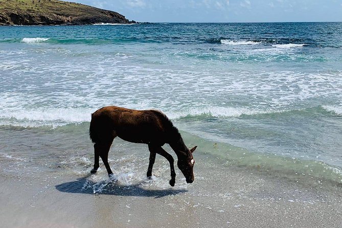 Private Advanced Horseback Beach Ride with Sandy Hoofs St. Lucia - Lapin Bay and the four-beach route: canters, coves, and photo breaks