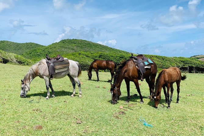 Private Advanced Horseback Beach Ride with Sandy Hoofs St. Lucia - Horse and tack: what’s provided, and what to watch for