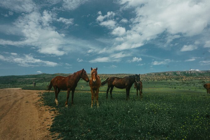 Private Horse Riding Adventure in Tbilisi - Price and Value: Is $49 Worth It?