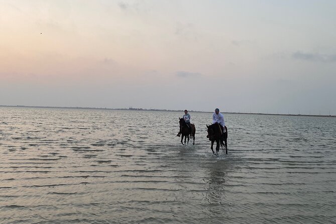 Private Horse Riding Experience at Red Sea - The horses: calm behavior, careful handling, and what you should notice