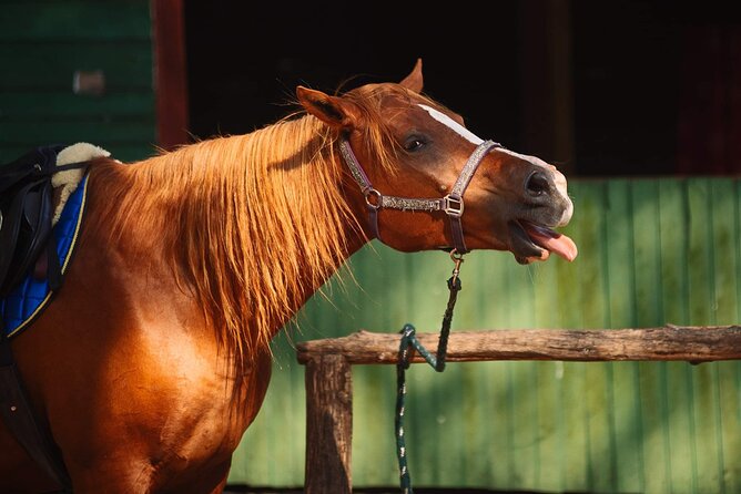 Private Horse Riding on the Beach in Riga - Why a Private Beach Ride Outside Riga Feels Special