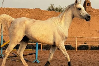 Private horseback ride in the Palmeraie of Marrakech - Meet the horses and get safety support that doesn’t slow you down