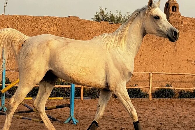 Private horseback ride in the Palmeraie of Marrakech - Meet the horses and get safety support that doesn’t slow you down