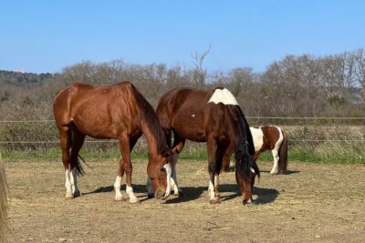 Private Horseback Riding and Family Time in Konavle Region - The “break” picnic with domestic drinks: why that pause is the point