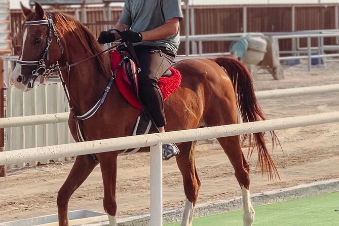 Private Horseback Riding Experience in Doha - Key highlights worth your attention