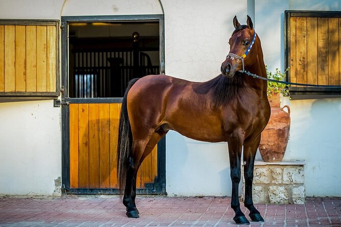 Private Horseback Riding Experience in Doha - Why this private horseback ride feels special in Doha