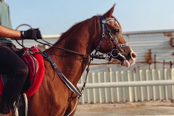 Private Horseback Riding Experience in Doha - Sealine Desert and the Arabian horse angle