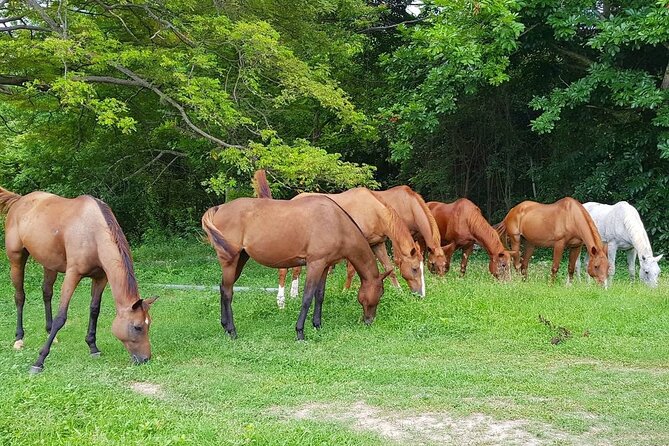 Private Horseback Riding, Swimming and Dunn's River Falls Tour - Getting There Comfortably: Pickup, A/C Vehicle, and a Fun Ride