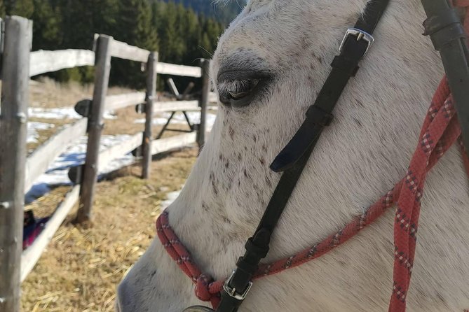 Private Horseback Riding the Rila Range - Stop 2: The Rila Mountains stretch, where calm meets chances for wildlife
