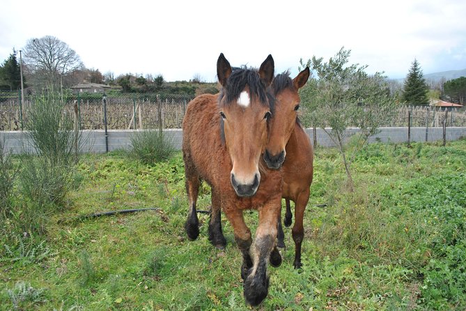 Private Horseback Riding Tour on Etna Area + Traditional Lunch - What to wear and pack for horseback riding around Etna