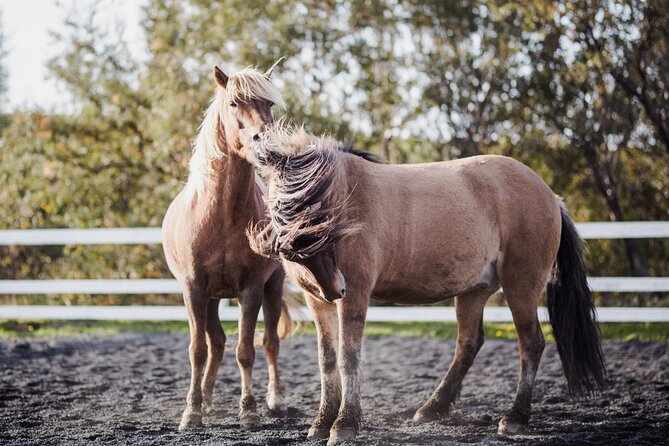 Private Icelandic Horseback Ride: Matched to Skill Level - Price and value: is $210.51 per person fair?