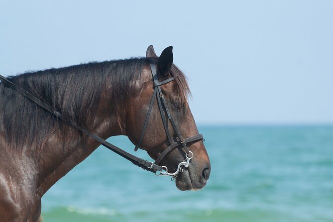 Punta Cana Horseback Riding Adventure - The private beach stop: swimming with your horse, reality-check edition