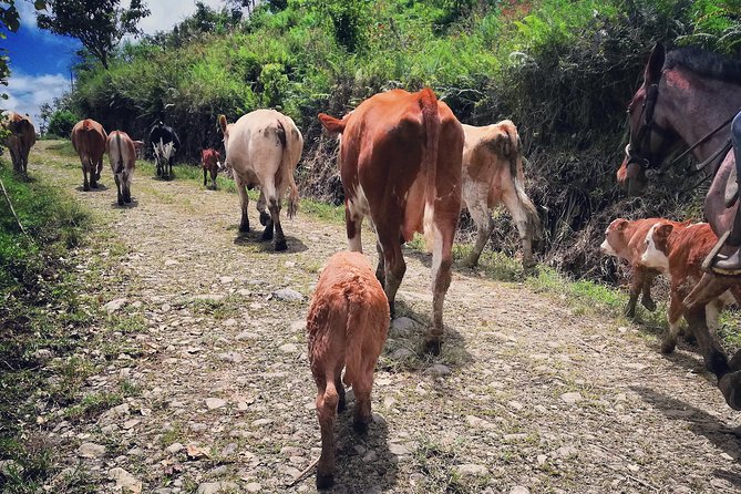 Queveri Horseback Riding Tours - Meeting at Finca Queveri: Location, Timing, and Why the Drive Matters
