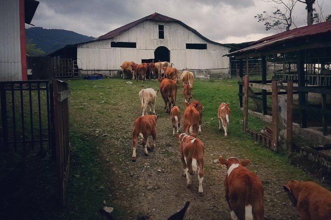 Queveri Horseback Riding Tours - Before You Mount: A Horse That Keeps the Day Enjoyable