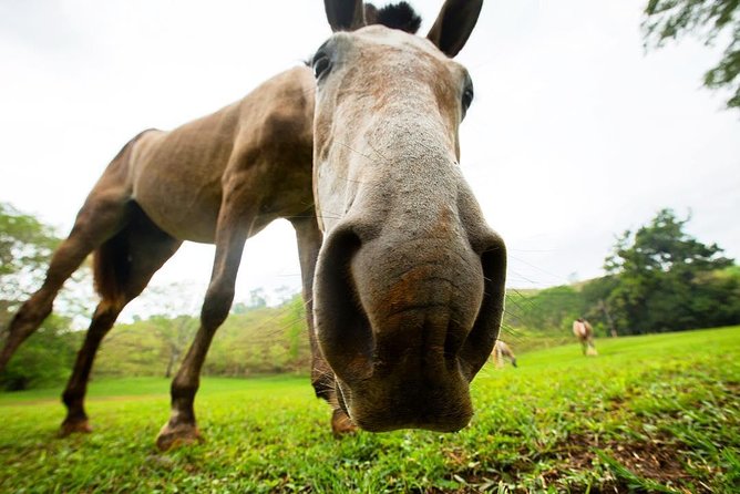 Rainforest Magic Horseback Riding Waterfall Tour Private Park Setting - Price and Value: $75 Can Feel Right Here (If You Match the Style)
