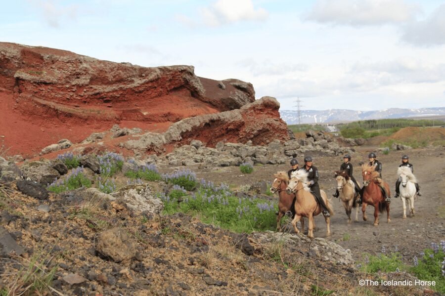 Reykjavík: Horse Riding Tours - Riding school first: getting comfortable fast with your horse