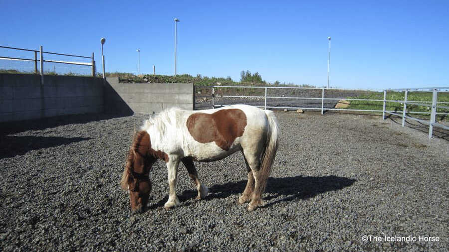 Reykjavík: Horse Riding Tours - Should you book this Reykjavik horse riding tour?