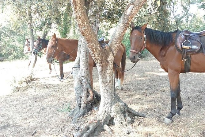 Rome : Horseback Riding with meals and wine included - Who This Is Best For (and Who Might Want a Different Day)