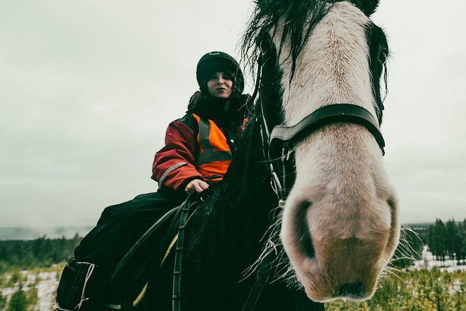Small-Group Arctic Circle Horse Riding from Rovaniemi - Key Highlights You’ll Actually Notice
