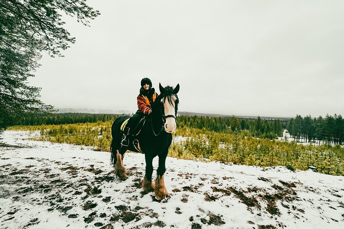Small-Group Arctic Circle Horse Riding from Rovaniemi - From Maakuntakatu 29 to the Farm: Pickup and Timing That Can Shift