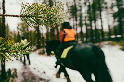 Small-Group Arctic Circle Horse Riding from Rovaniemi - Meeting the Irish Cobs: Strong, Stable, and Kept Well