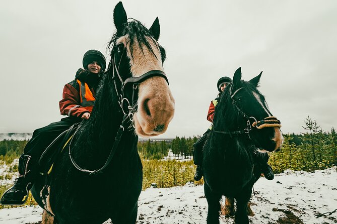 Small-Group Arctic Circle Horse Riding from Rovaniemi - Price and Value: Is $145 Worth It?
