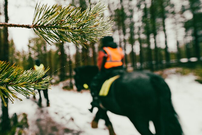 Small-Group Arctic Circle Horse Riding from Rovaniemi - Meeting the Irish Cobs: Strong, Stable, and Kept Well