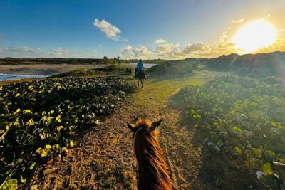 Sunset Horseback Ride at Macao Beach & Forest with Transfers - Transfers, Vehicle Comfort, and Group Size (What You’ll Feel on the Day)
