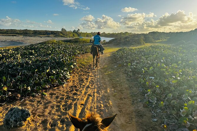 Sunset Horseback Ride at Macao Beach & Forest with Transfers - Price and Value: What $61 Gets You in Punta Cana