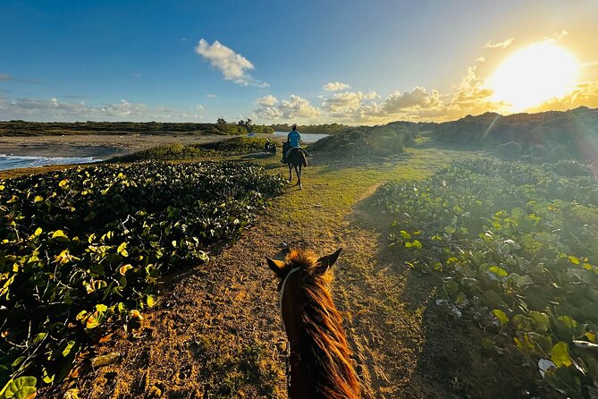 Sunset Horseback Ride at Macao Beach & Forest with Transfers - Transfers, Vehicle Comfort, and Group Size (What You’ll Feel on the Day)