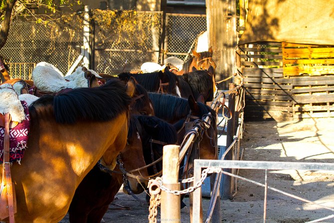 Sunset Horseback Riding - Key Things to Know Before You Go