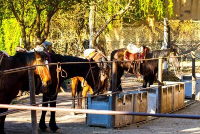 Sunset Horseback Riding - From Mendoza City to the Ranch: Transportation and Setup