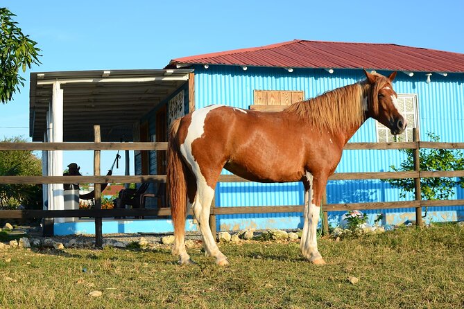 Sunset Horseback Riding Tour in Punta Cana (Private Option) - Horses and safety: how the guides match you to the ride