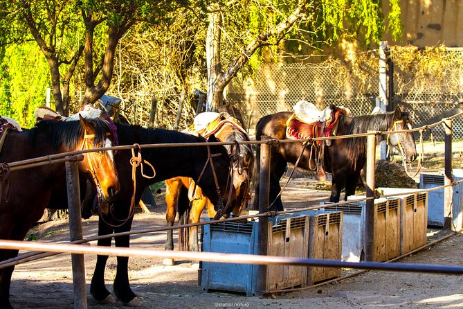 Sunset Horseback Riding - From Mendoza City to the Ranch: Transportation and Setup