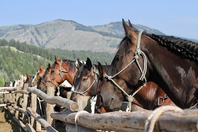 Teton View Horse Riding with Lunch - Guide Style Matters: Stories, Cowboy Knowledge, and a Warm Welcome
