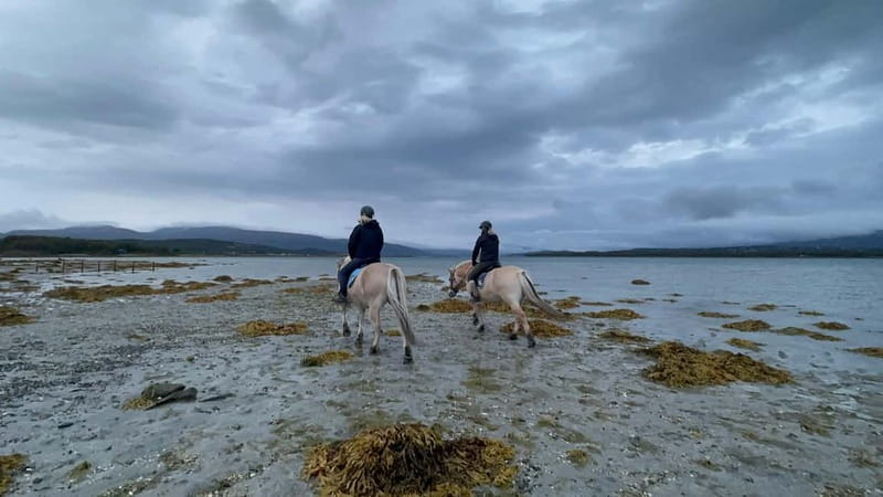 Tromsø: Horseback Riding Tour - From Farm to Shore by the Tides: How the Route Changes Day to Day