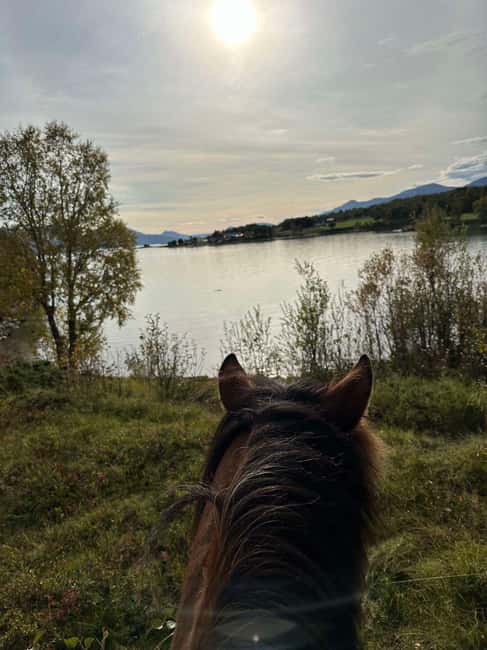 Tromsø: Horseback Riding Tour - The Horse Lineup Matters: Lyngenhorse, Fjordhorse, and Dølahorse