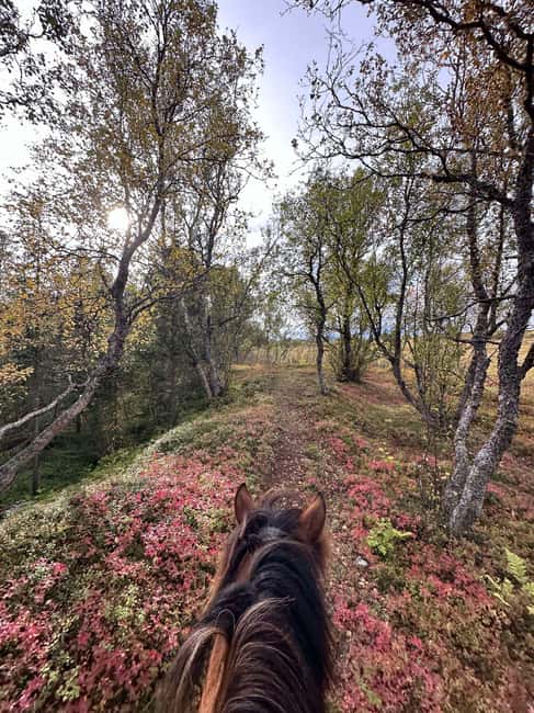 Tromsø: Horseback Riding Tour - Price and Value: What You’re Paying $262 For