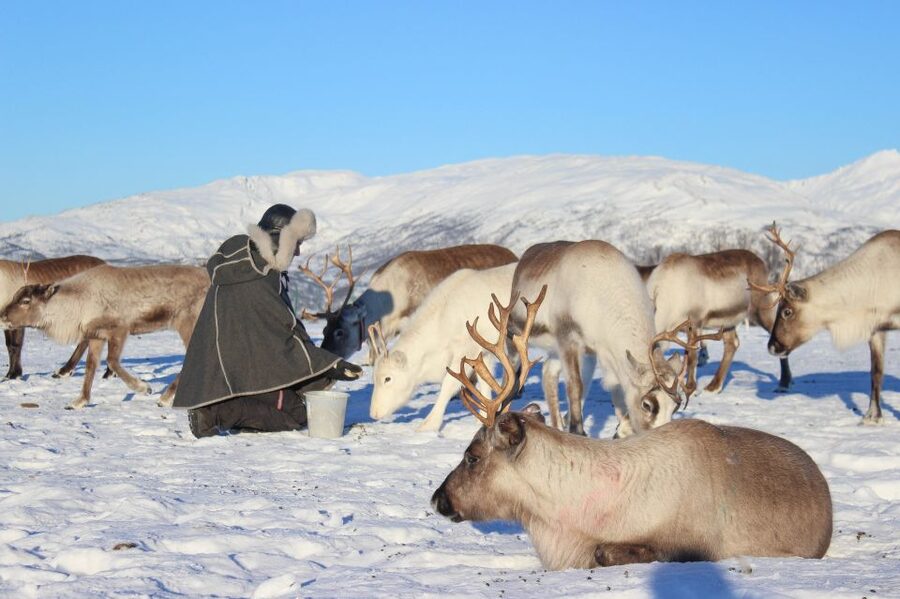 Tromsø: Reindeer Camp and Sami Cultural Tour with Lunch - Reindeer first, then meaning