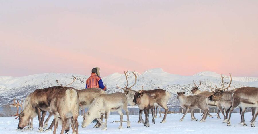 Tromsø: Reindeer Camp and Sami Cultural Tour with Lunch - Key takeaways before you go