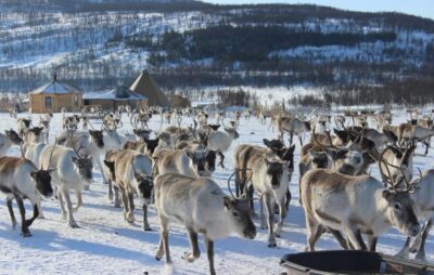 Tromsø: Reindeer Camp and Sami Cultural Tour with Lunch - Tromsø Reindeer Camp: a 4-hour winter reset