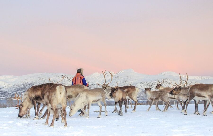 Tromsø: Reindeer Camp and Sami Cultural Tour with Lunch - Sámi stories and joik singing around the fire