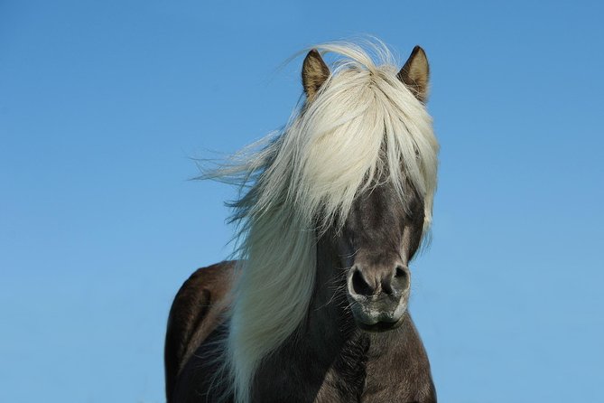 Viking Horse Riding and Golden Circle Tour from Reykjavik - Geysir and Strokkur: Boiling Ground, Steam Vents, and Big Eruptions