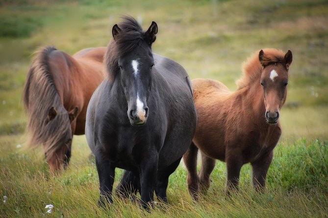 Viking Horse Riding and Golden Circle Tour from Reykjavik - Should You Book This Reykjavik Horse-and-Golden-Circle Tour?