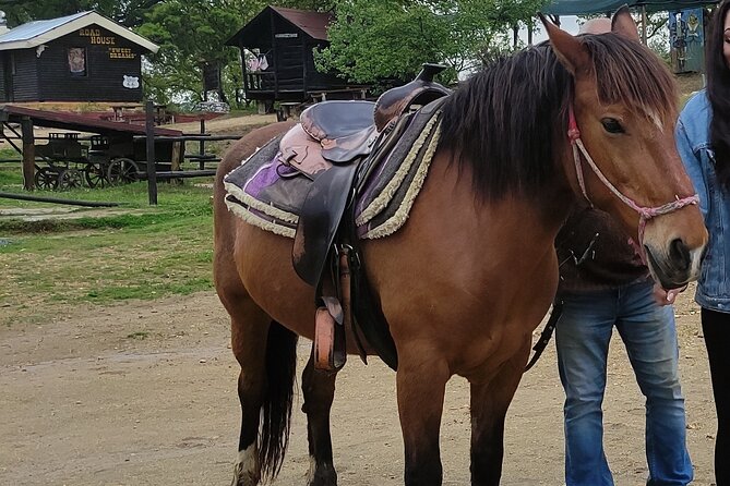 Visit a Farm and Horseback Riding in Nature - A 4:00 pm pickup and a 35-minute countryside transfer