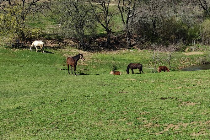 Visit a Farm and Horseback Riding in Nature - Should you book this farm and horseback ride near Thessaloniki?