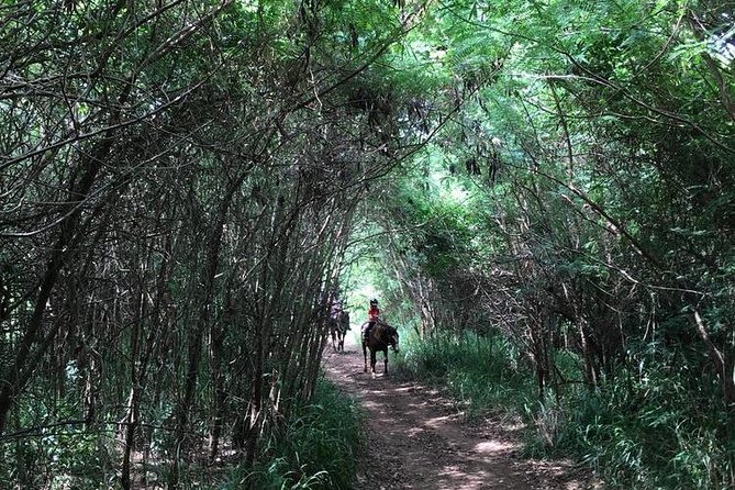 West Maui Mountain Waterfall and Ocean Tour via Horseback - Oceanfront Riding: Coastal Views Without the Beach Ride