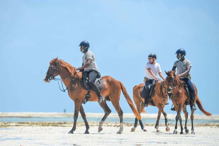 Zanzibar: Beach Horseback Ride and Swim with the Horse - Who This Tour Suits (And Who Should Skip It)