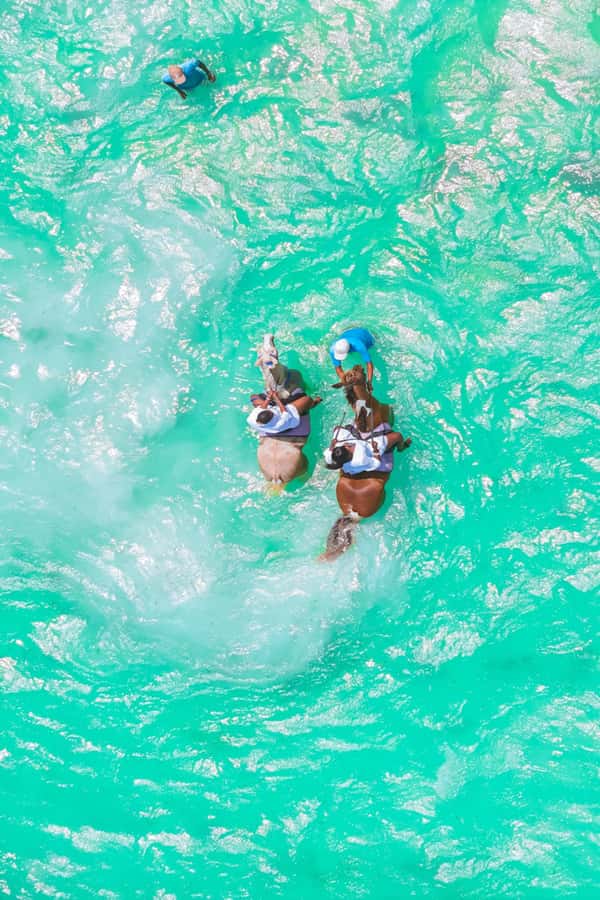 Zanzibar: Horse Riding and Kayaking with Video and Photos - Price and Value: Is $230 Worth It?